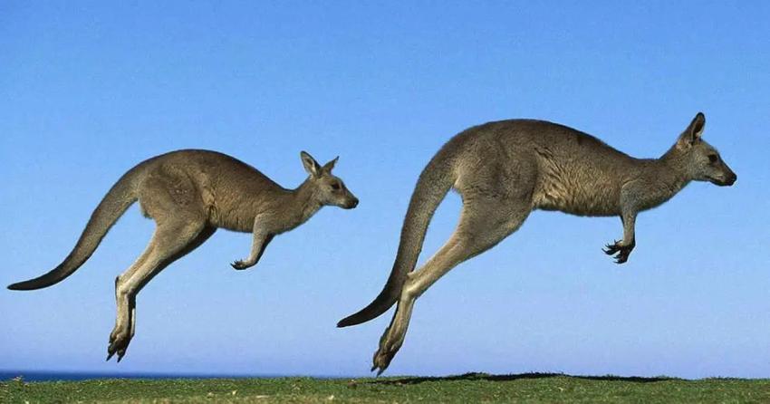 Australia analiza sacrificar canguros para evitar que mueran de hambre