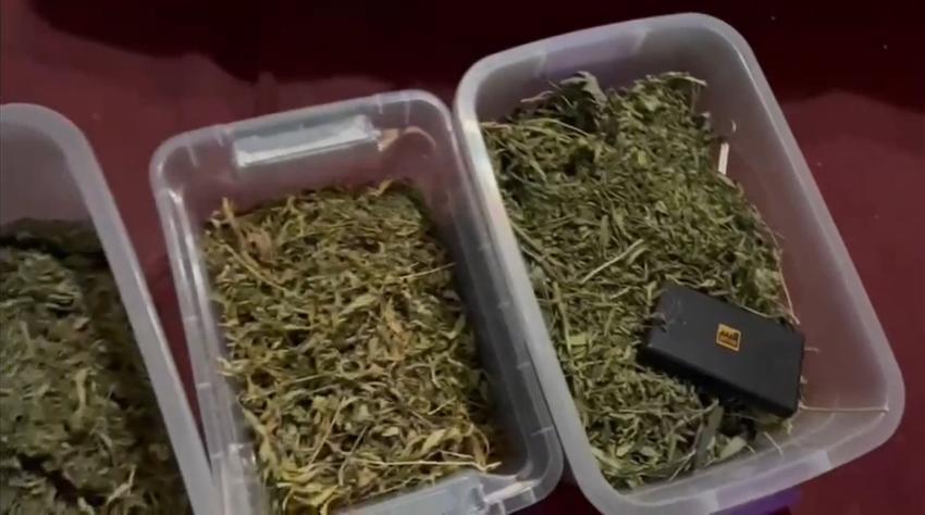 Detienen a hombre que mezclaba razas de marihuana en su casa y las vendía por redes sociales