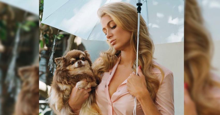 Paris Hilton llora la muerte de una de sus perritas: chihuaha tenía 23 años