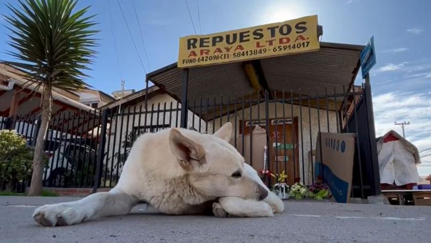 Comerciante muere baleado en La Serena: Perros que alimentaba lo siguen esperando fuera de su local