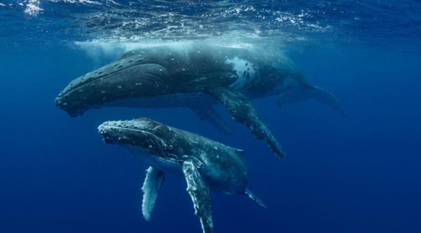 [FOTOS] Las ballenas tienen 'manos' escondidas dentro de sus aletas
