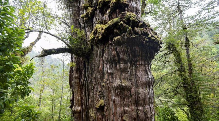Gran Abuelo: el árbol más viejo del mundo estaría en Chile