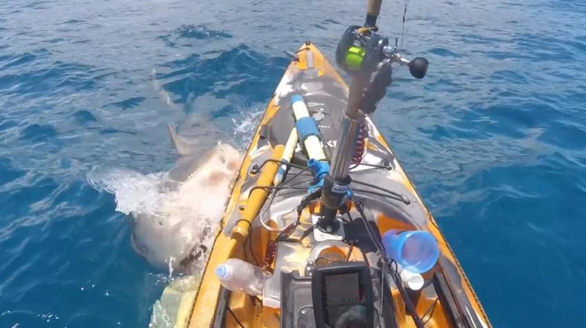 Tiburón ataca kayak de pescador en Hawai: Hombre alcanzó a esquivar la embestida 