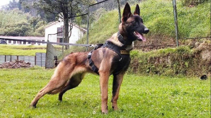 Ejército colombiano sumó a dos perras en celo para buscar a Wilson, el perro que ayudó a encontrar a niños desaparecidos en la selva