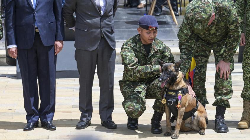 Colombia condecora a la mamá de Wilson, el perro que ayudó en rescate de niños perdidos en selva