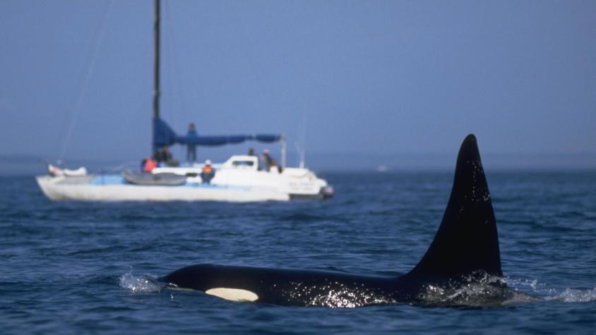 Las posibles razones de los crecientes "ataques" de grupos de orcas contra embarcaciones