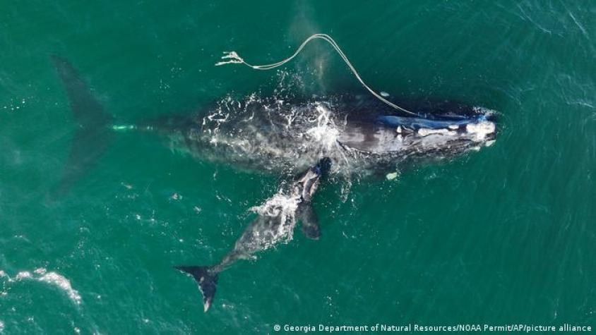 Convoca Björk a protesta contra la caza de ballenas en Islandia