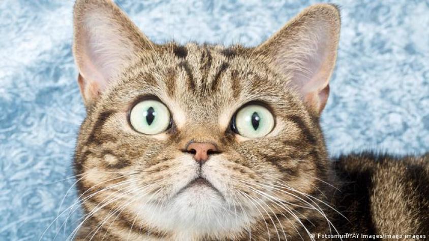 Los gatos reconocen el nombre y la cara de otros gatos, dice estudio