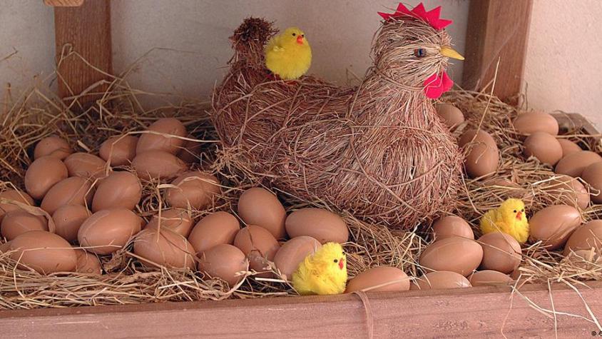 ¿Qué fue primero el huevo o la gallina? Científicos finalmente responden	