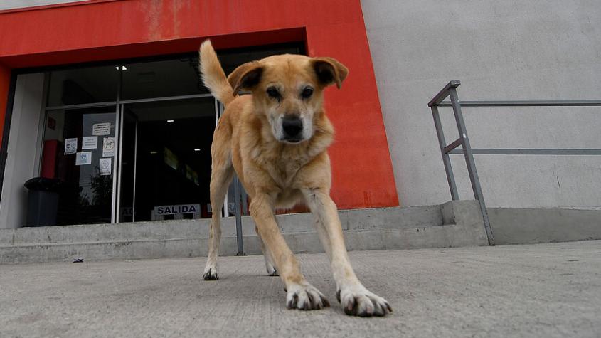 Perro recibió radioterapia en el Servicio Oncológico del Hospital de Valdivia