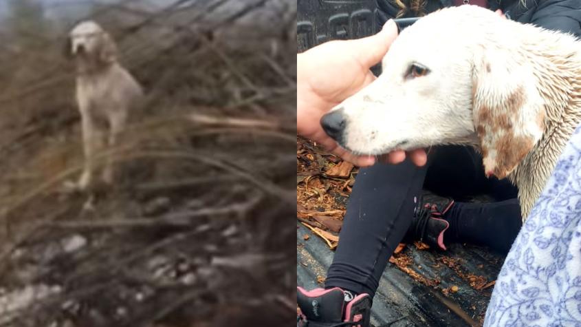 Rescatan a perrito atrapado en río Cachapoal: Video se había hecho viral