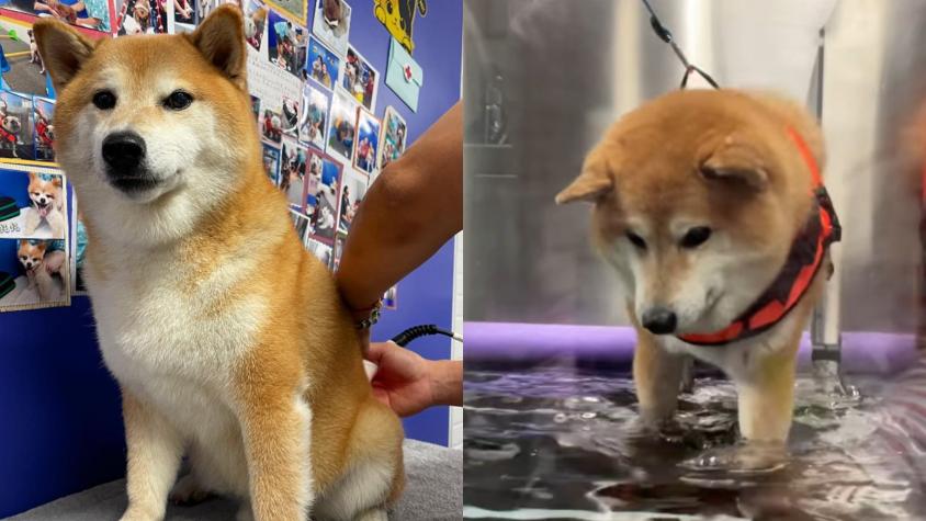 [VIDEO] "Cheems",el perro más famoso de internet, mejora y ya está en rehabilitación