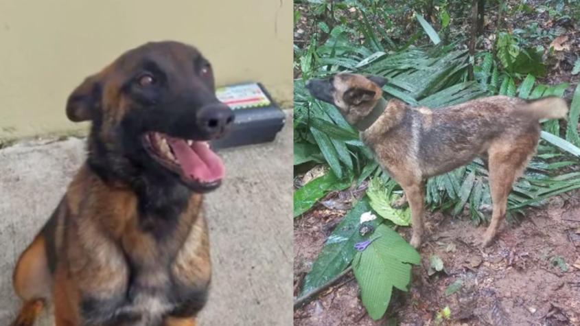 "Jamás se abandona a un compañero": Colombia busca a Wilson, el perrito clave para hallar a los niños desaparecidos