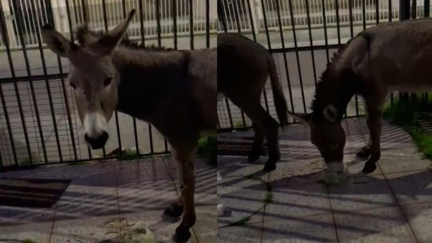 La tierna reacción de una familia que amaneció invadida por burros en su antejardín en Talcahuano: "Por favor, no se coman la basura"