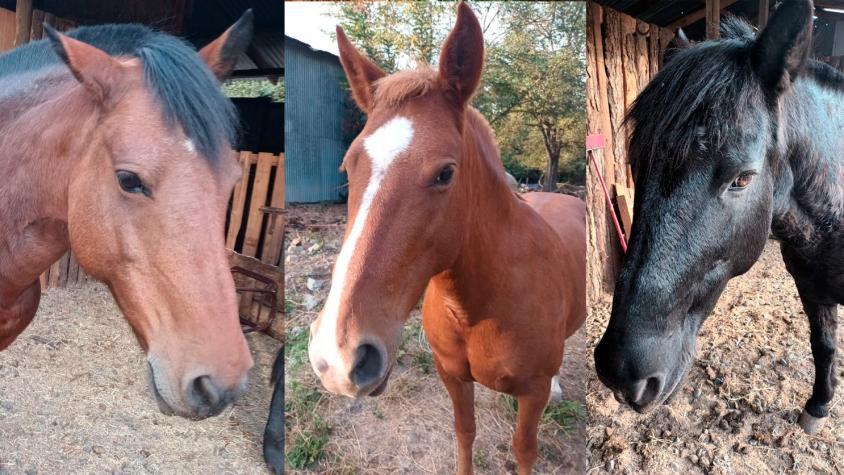 San Carlos: Denuncian robo de tres caballos usados en terapias de estudiantes con diagnósticos como síndrome de Down o TEA