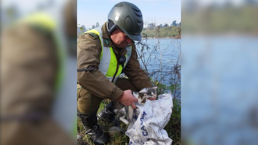 Carabineros rescatan dos gatitos abandonados en un saco a orillas del río Cautín en Temuco