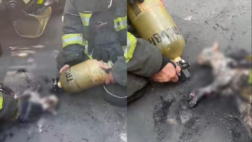 El estremecedor rescate de un gatito en medio de un incendio: bomberos usaron oxígeno para reanimar al animal