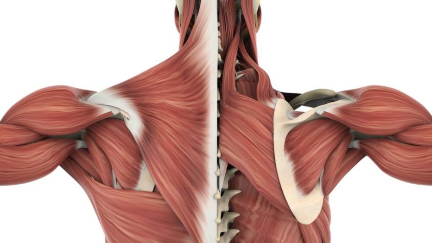 Qué es la fascia, el tejido que recubre nuestro cuerpo y que solemos confundir con las articulaciones o los músculos