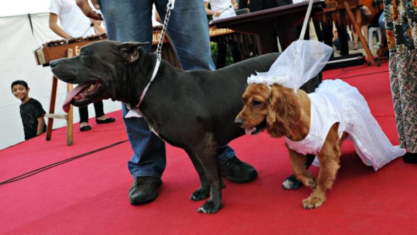 Con mascotas, pero sin niños: invitación a matrimonio "pet friendly" genera fuerte debate en redes sociales