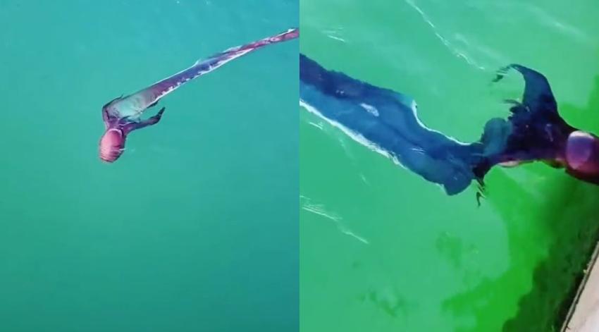 [VIDEO] Captan extraña criatura en aguas mexicanas y no logran identificar qué es