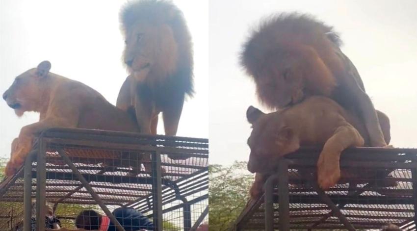 [VIDEO] Pareja de leones se aparean en plena sesión de safari