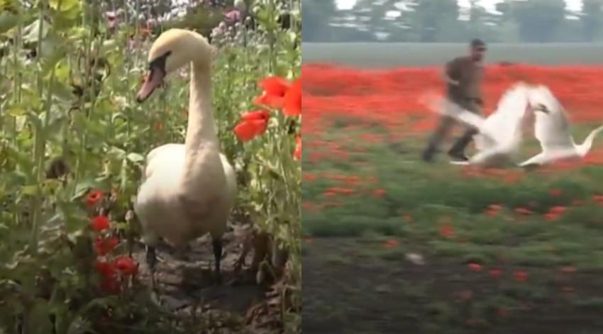 Demasiado drogados para volar: Cisnes se volvieron adictos a las amapolas