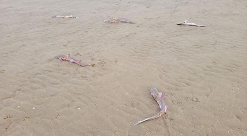 Misterio sin resolver: 30 tiburones aparecieron muertos en una playa del Reino Unido