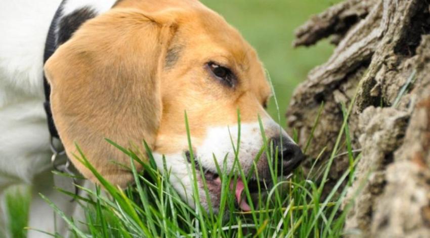 Estudio revela por qué los perros comen pasto: no es por dolor de estómago