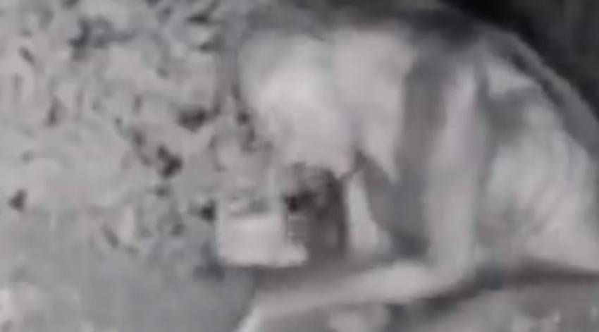 Revelan video de un supuesto extraterrestre en patio de casa en Las Vegas