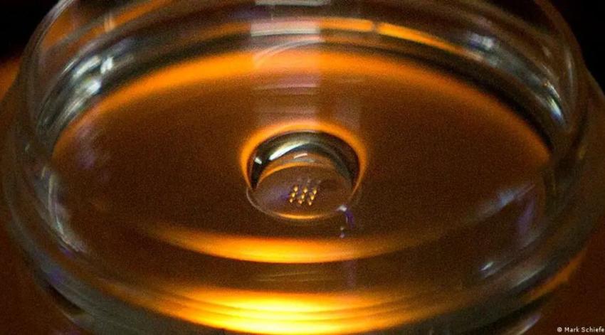 Increíble avance científico: Fabrican por primera vez embriones humanos sintéticos