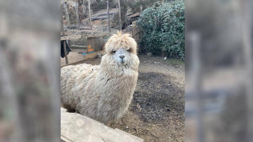 ¡Apareció Tilín!: alpaca desaparecida en Quilpué fue encontrada por su familia