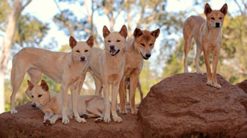 Polémica en Australia: Grupo de dingos ataca a mujer cuando trotaba y autoridades matan a líder de manada