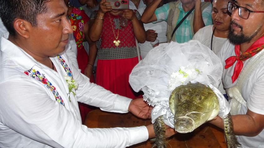"Nos queremos y acepto": Alcalde mexicano contrae matrimonio con un caimán hembra en ritual ancestral