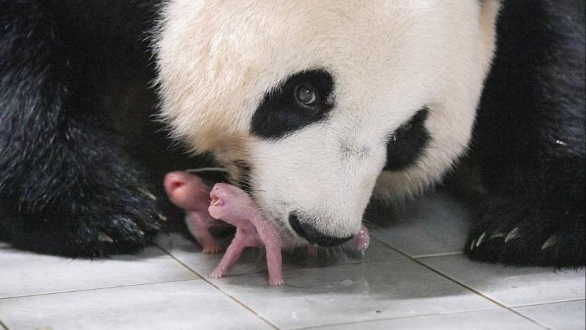 Corea del Sur recibe el primer nacimiento de pandas gemelos