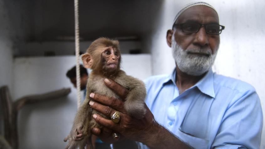 Bebé mono provoca caos en un tribunal de Pakistán: Era expuesto como prueba de contrabando 