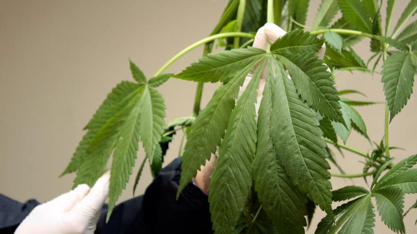 Absuelven a acusada por tráfico de marihuana que mantenía cultivo con fines medicinales en Quilpué