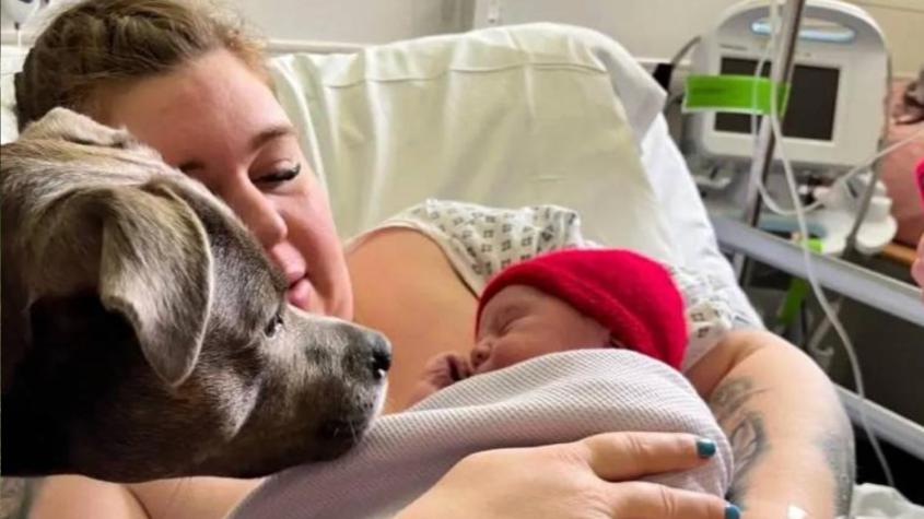Inédito: Hospital británico permitió que un perro de asistencia estuviera en la sala de parto