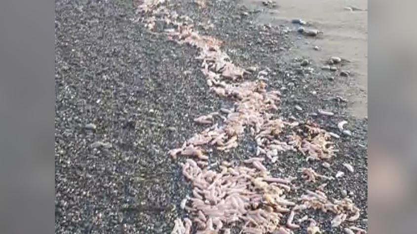 Sorpresa por invasión de “peces pene” en una playa de la Patagonia