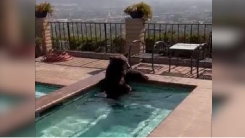 En medio de ola de calor: Oso es captado refrescándose en un jacuzzi en EE.UU