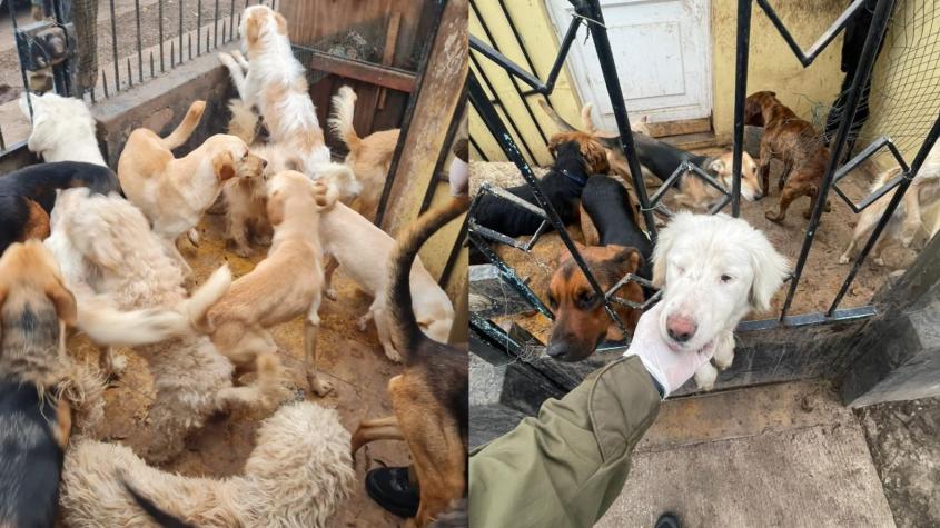 Se necesitan hogares temporales: Carabineros rescata a 23 perritos hacinados y maltratados en Conchalí