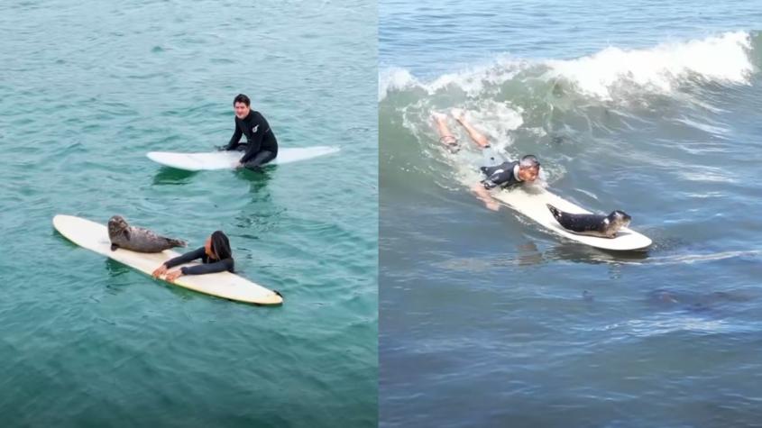 Foca bebé la rompe como una estrella del surfismo en Estados Unidos