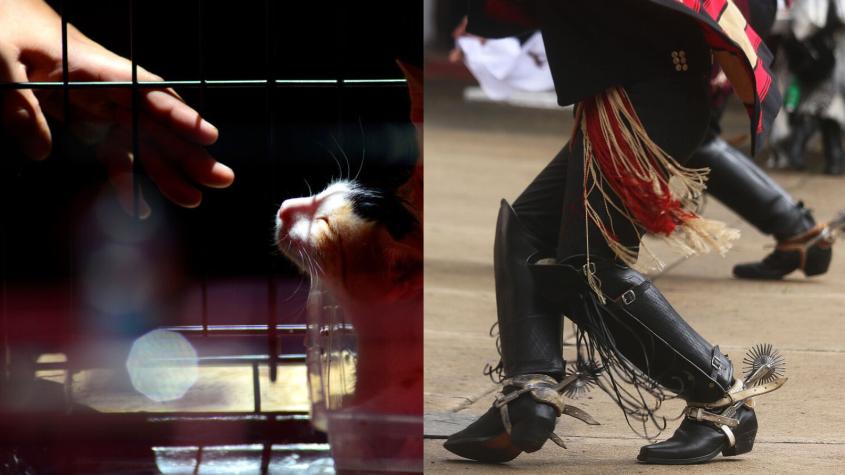 De animales a la identidad criolla: Las 10 iniciativas populares más votadas de las 31 que serán propuestas al Consejo Constitucional De animales a la identidad criolla: Las 10 iniciativas populares más votadas de las 31 que serán propuestas al Consejo Constitucional