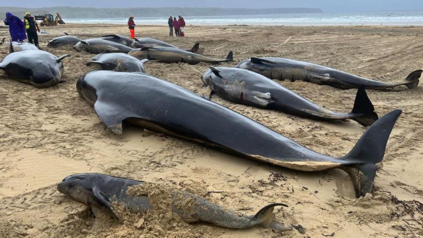 Investigan varazón de 55 ballenas en Escocia: La mayoría murió