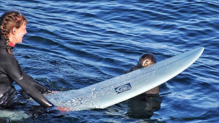 Nutria "agresiva" se hace viral al robarle las tablas a los surfistas en California