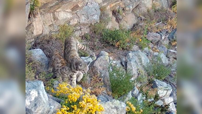 Captan impresionantes imágenes de gato andino caminando junto a su cría en la cordillera de Santiago