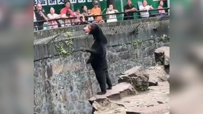 ¿Reales o personas disfrazadas? Zoológico de China entrega su versión de curiosa imagen viral de sus osos