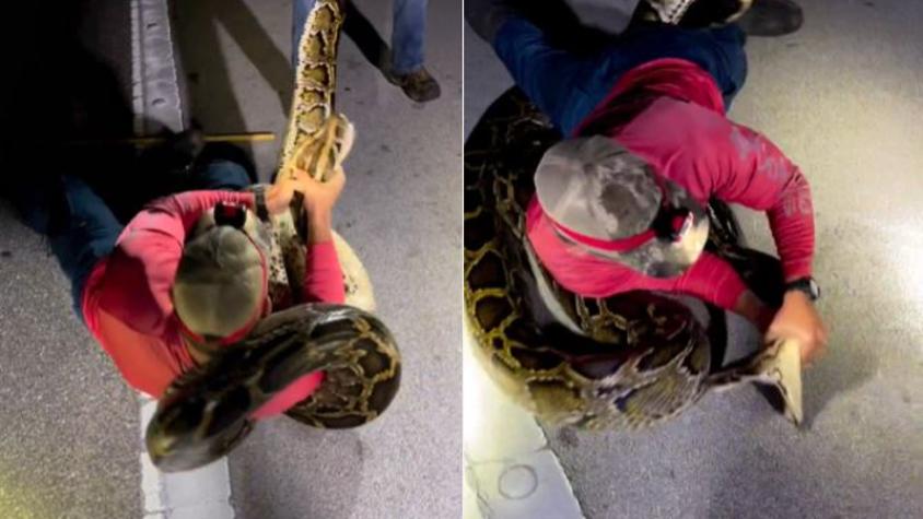 Cazador se enfrenta a la pitón más grande encontrada en Florida: escalofriante registro muestra cómo serpiente intenta morderlo