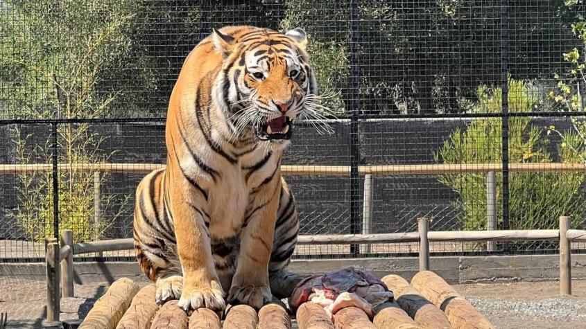 Adulto mayor en estado de gravedad tras ser atacado por un tigre en zoológico de Los Ángeles
