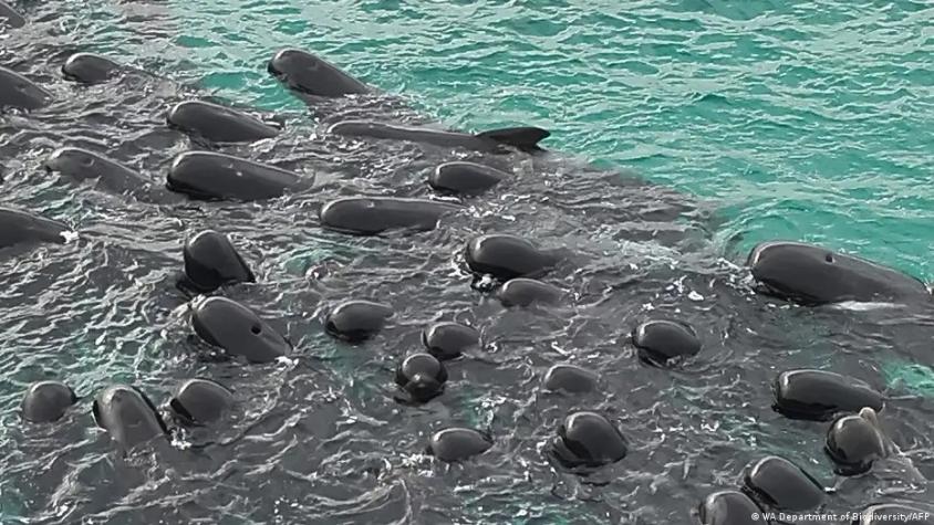 Mueren 51 ballenas piloto tras quedar varadas en Australia