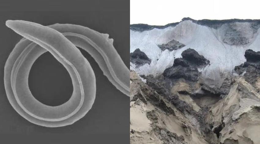 Científicos reviven a gusano que permaneció más de 46 mil años congelado en el permafrost de Siberia